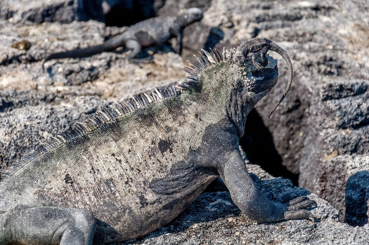 Black iguana in the Galapagos Islands in Ecuador, the first UNESCO World Heritage Site