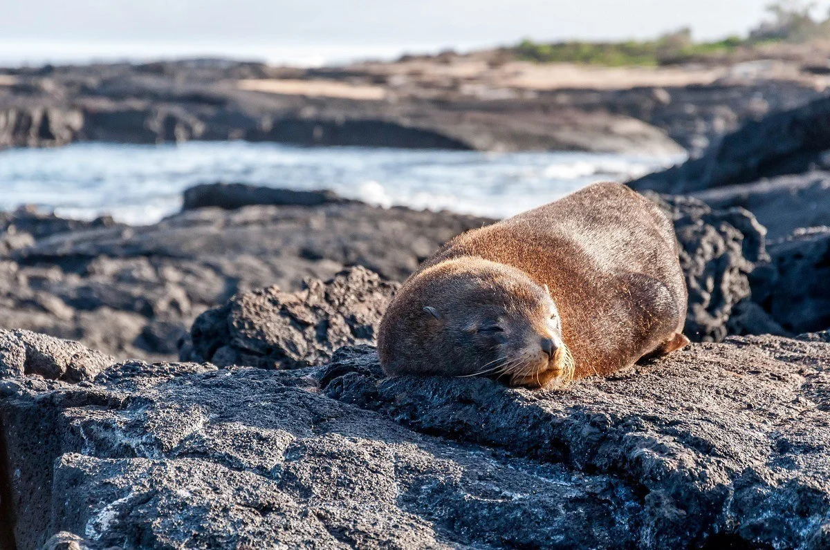 Fur seal sleeping on rocks in the Galapagos Islands