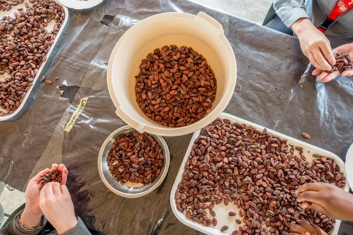 People sorting cacao beans at Chocal chocolate cooperative 