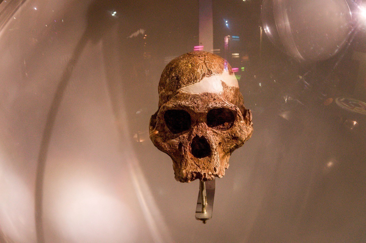 Skull fossil at the Cradle of Humankind in South Africa