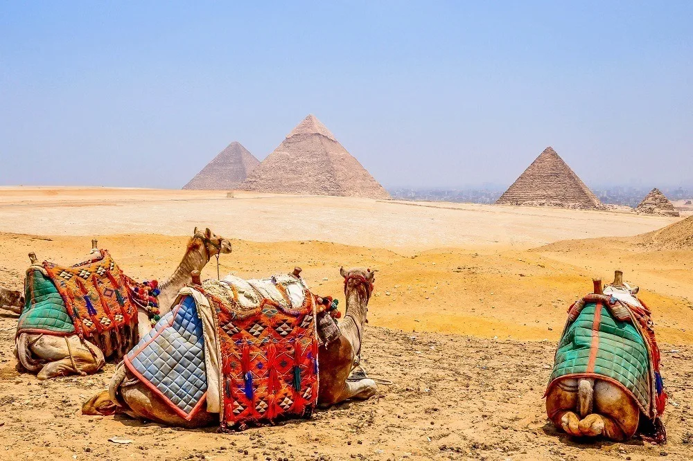 Camels with three pyramids in the distance