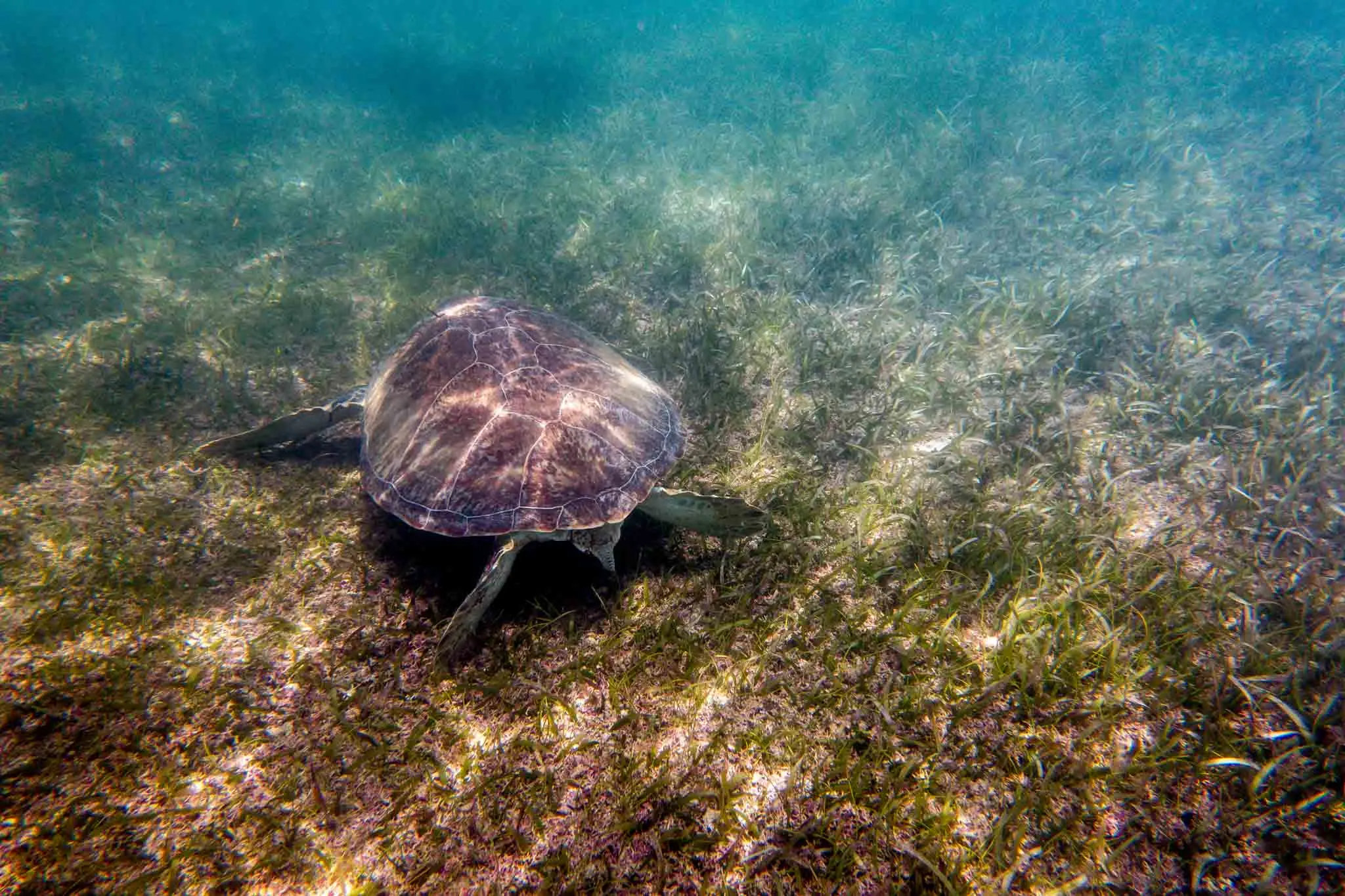 Sea turtle eating sea grass underwater