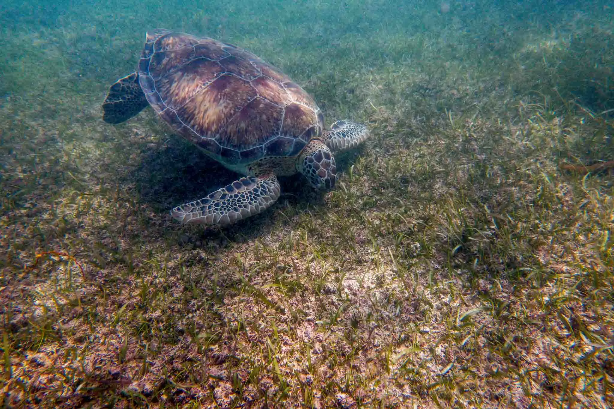 Akumal turtles feeding on the sea grass underwater
