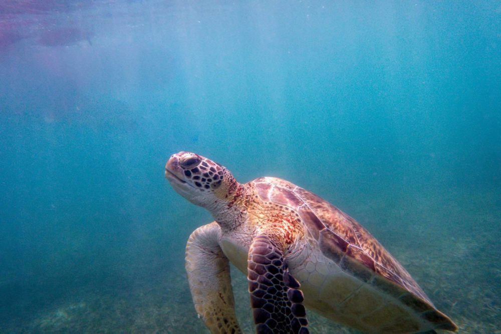 One of the Akumal turtles coming up for air during our Akumal snorkeling adventure