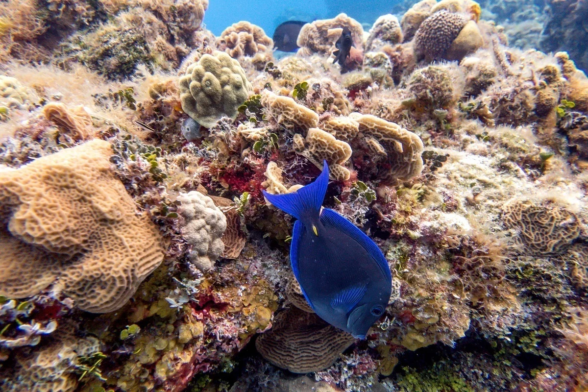 Blue tang fish on the Playacar Reef in Cozumel