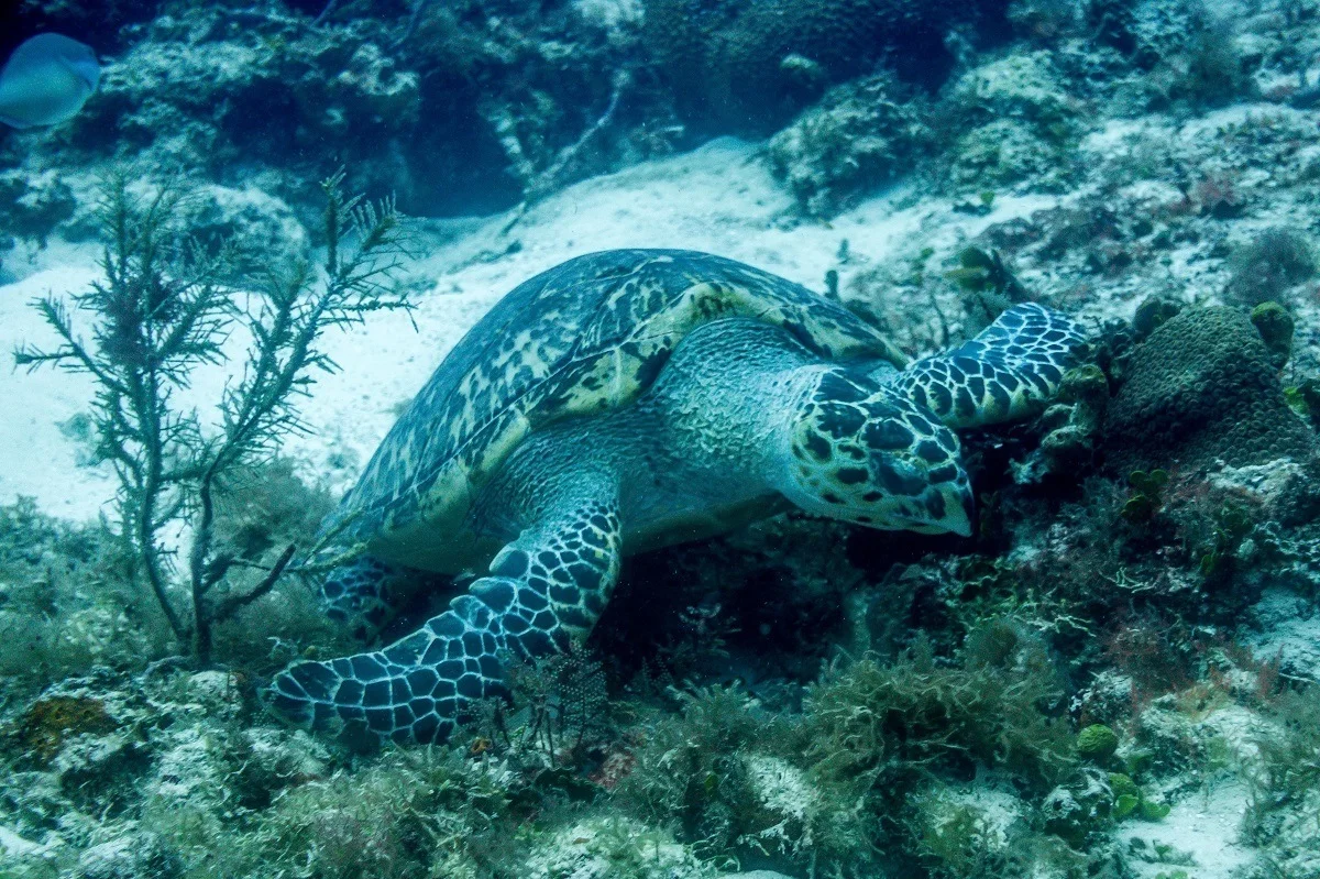 Seeing green sea turtles while scuba diving in Cozumel