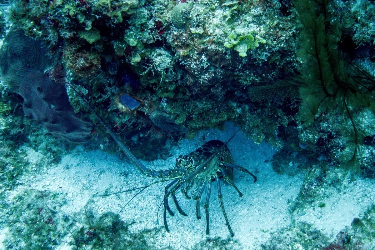 Giant lobster on sea floor