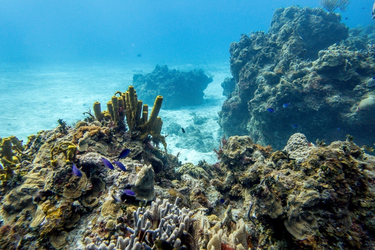 Playacar Reef in Cozumel