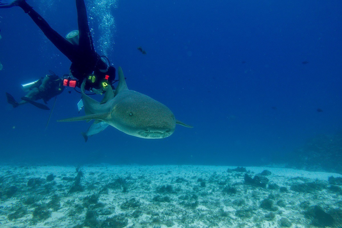 Seeing a nurse shark while scuba diving Dive with Martin in Cozumel