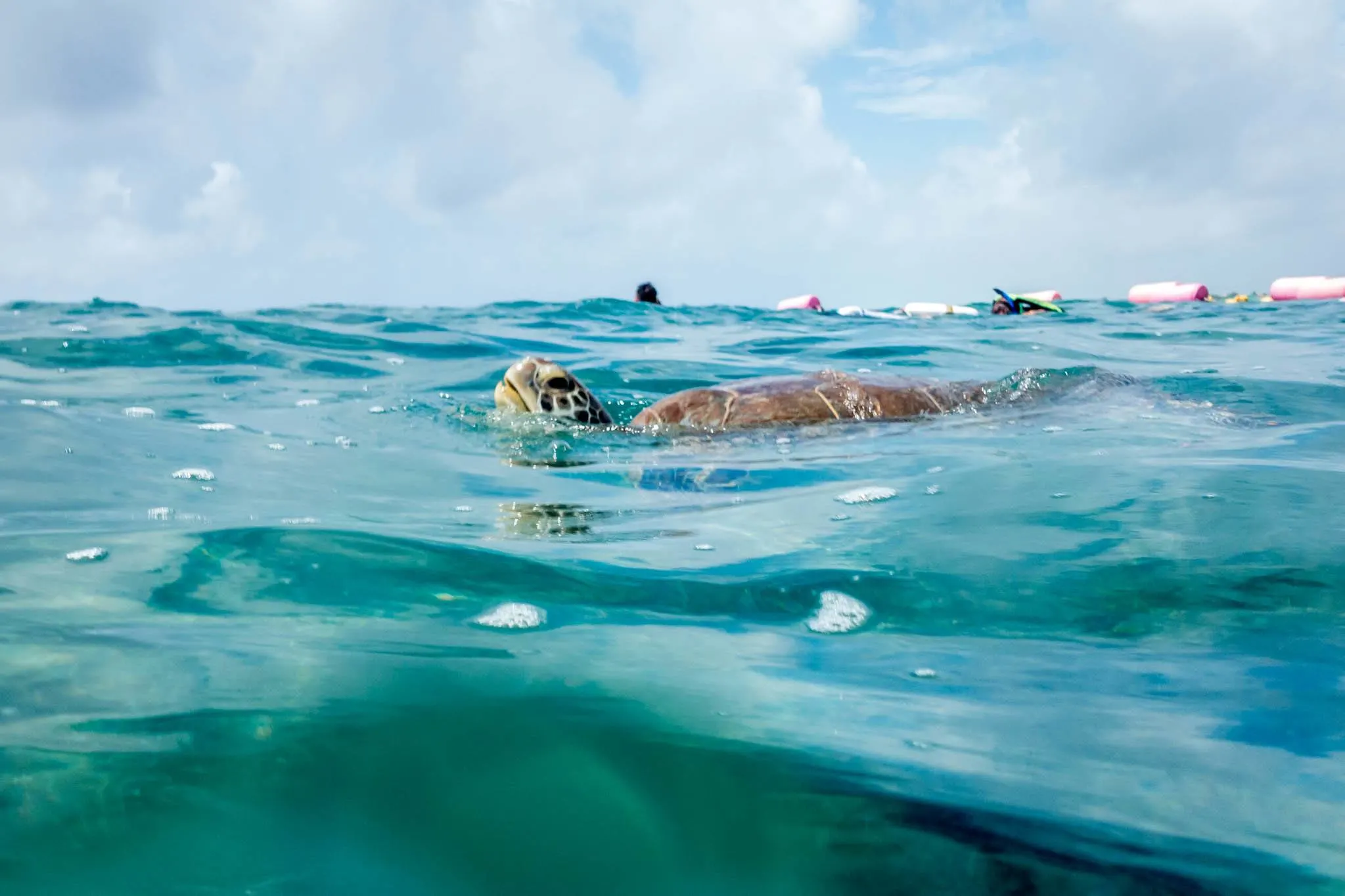 Sea turtle surfacing for air