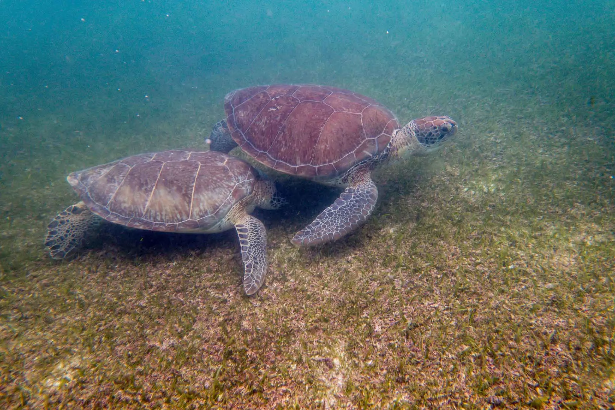 Two green sea turtles on the ocean floor 