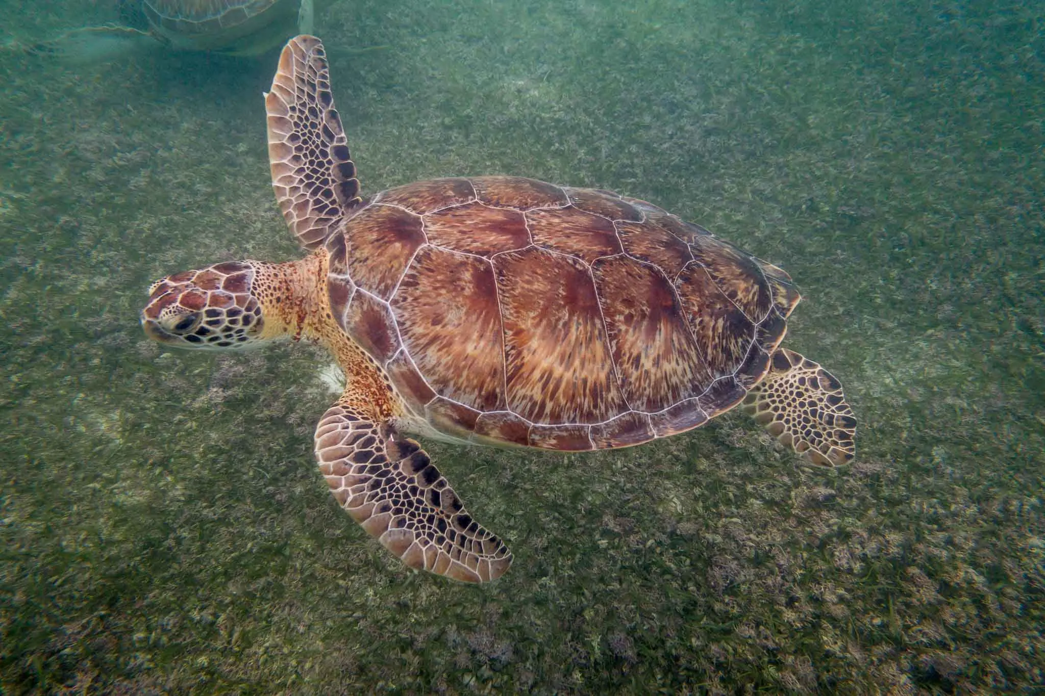 Sea turtle swimming in the ocean