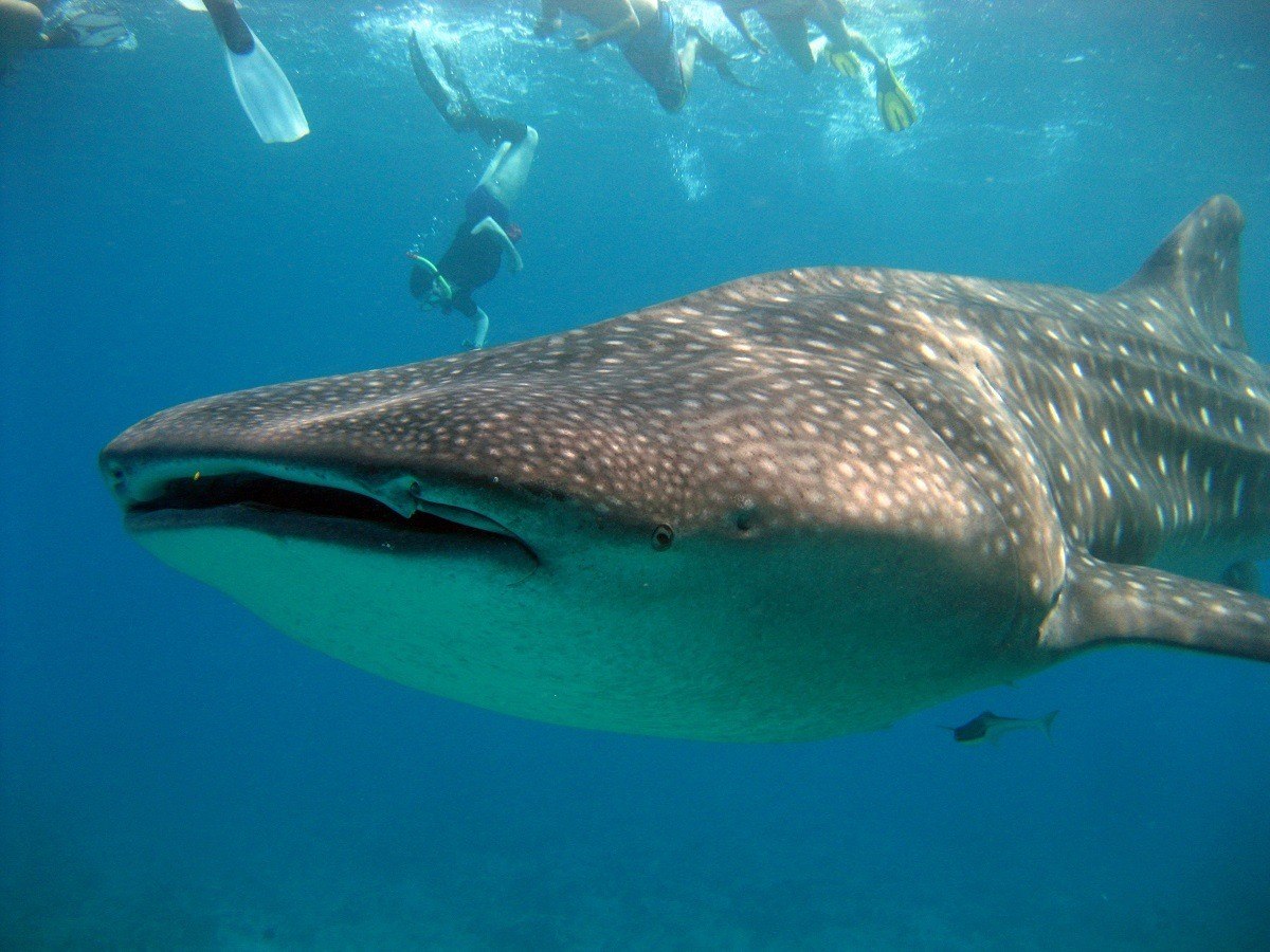 Not being able to snorkel with the whale sharks in Mexico