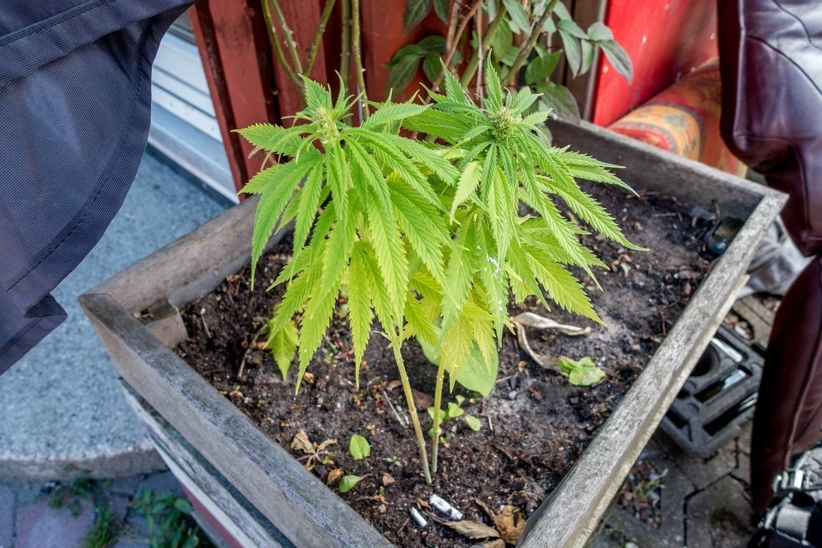 Marijuana in pot 