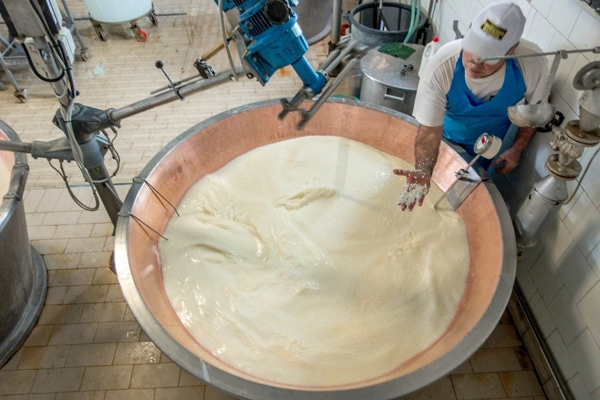 Parmigiano-Reggiano curds forming from a vat of milk