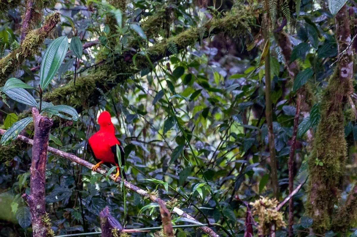 Bright red bird