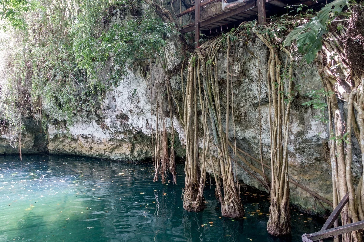 Tree roots growing down into the water at the Cenote Verde Lucero