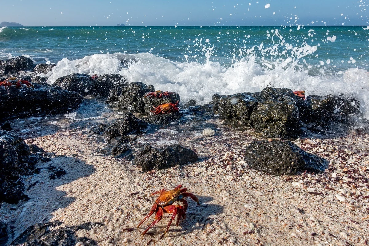 Red Sally light-foot crabs on the beach with waves crashing nearby