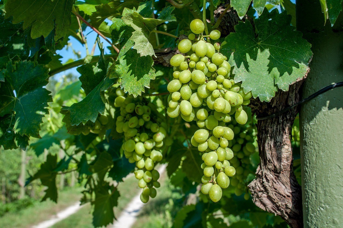 Grapes on the vines