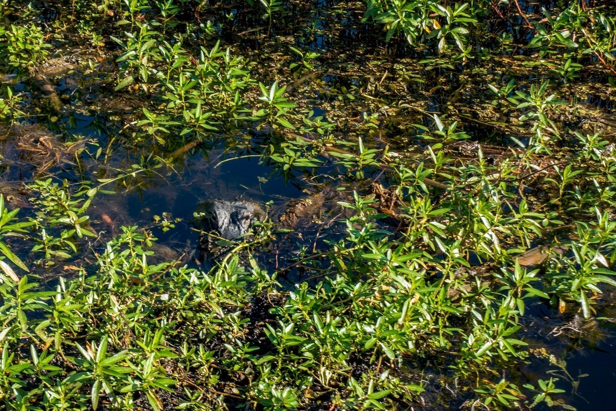 Alligator peeking out from the swamp