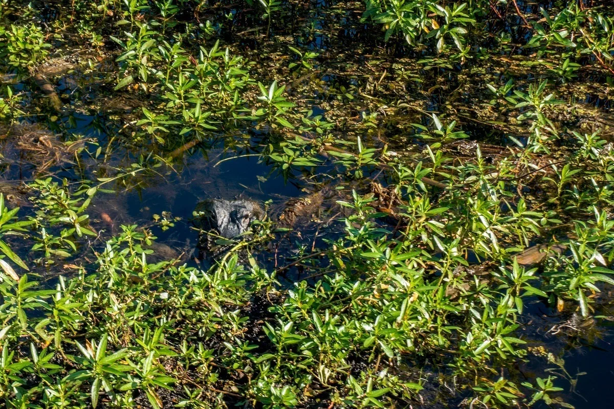 Alligator peeking out from the swamp