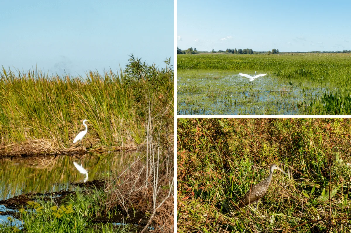 Birds in swamps and marshes