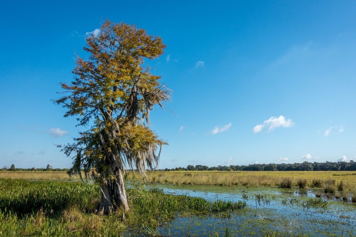 Cypress tree in the swamp of Kissimmee, Florida