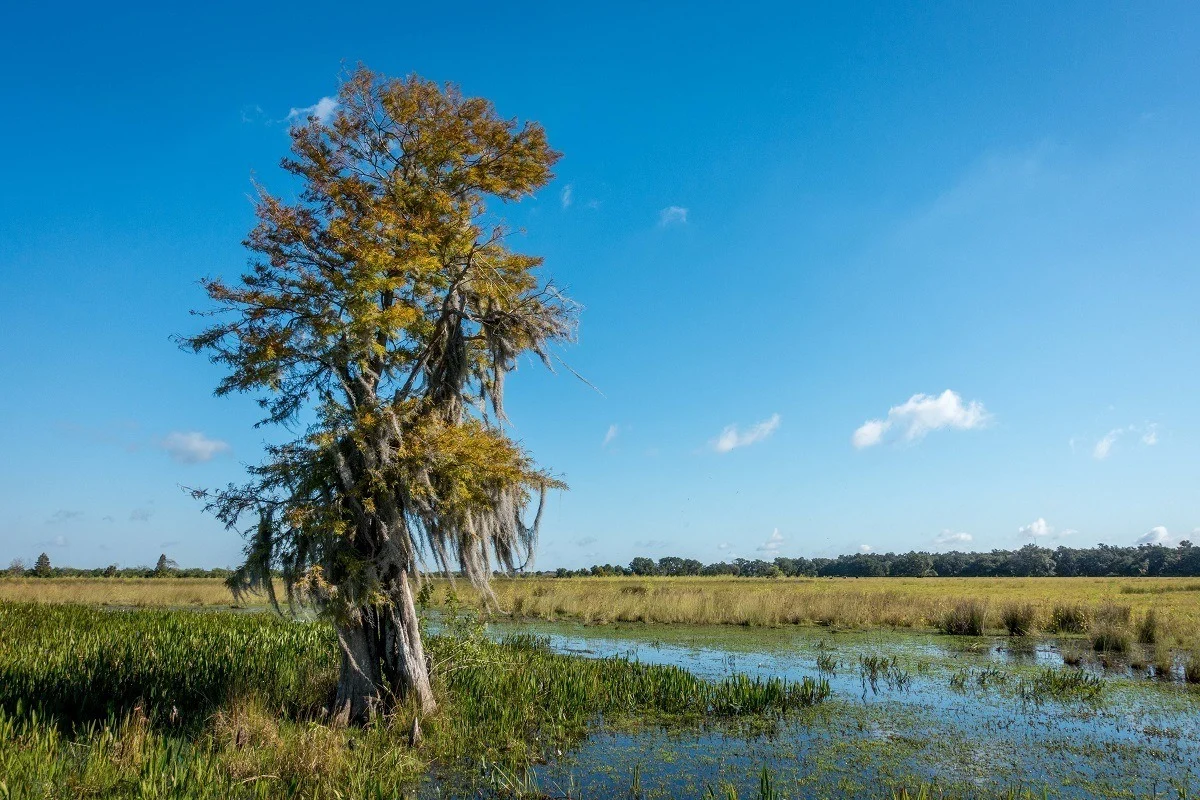 Cypress tree in the swamp of Kissimmee, Florida