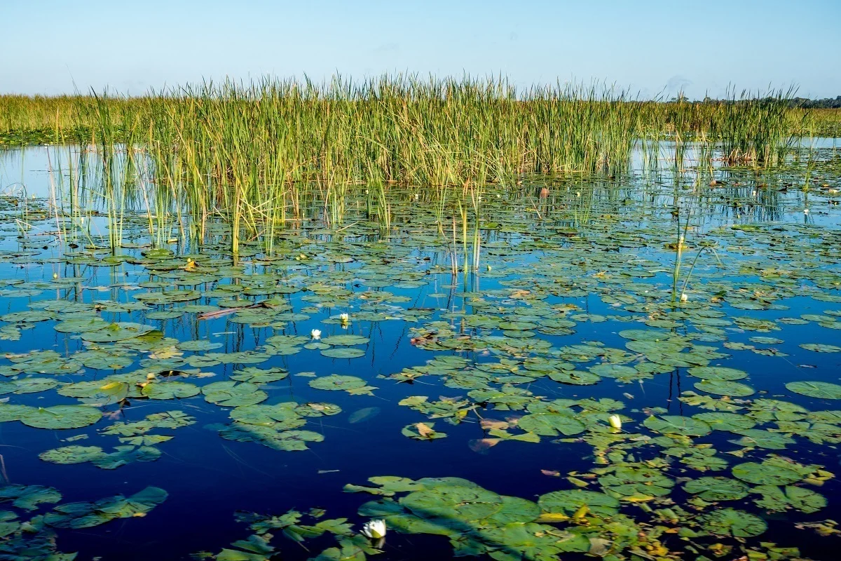 Lily pads and floating grasses 