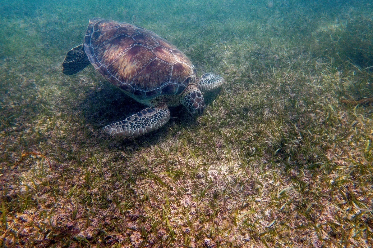 Sea turtle feeding at Akumal, Mexico
