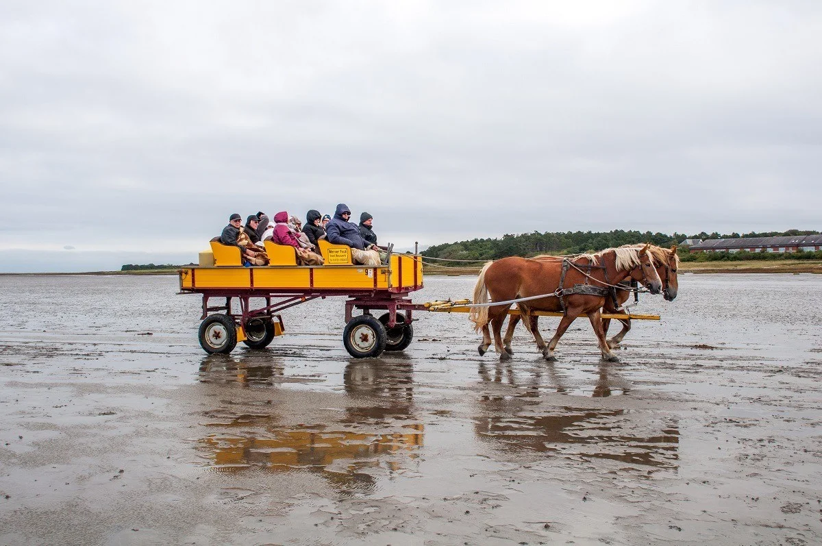 Visitors take a horse-drawn wagon across the tidal flats to Neuwerk Island in the Wadden Sea National Park.