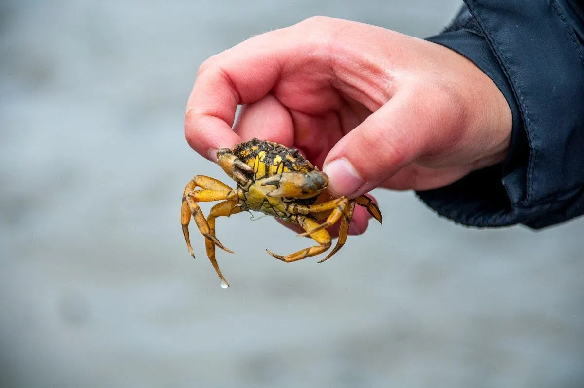 Woman holding small crab