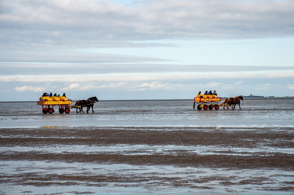 Two bright yellow horse-drawn carriage wagons heading to Neuwerk Island
