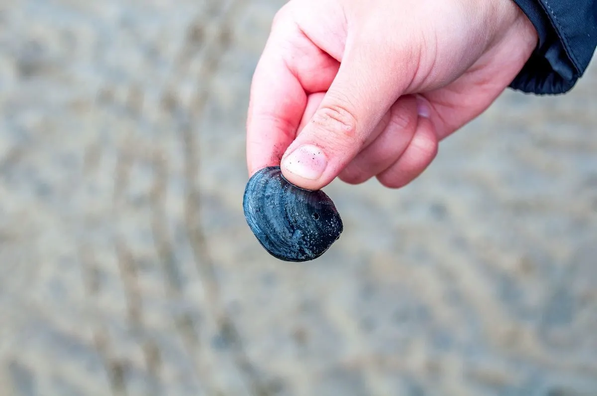 Woman holding small clam discovered in the sea mud
