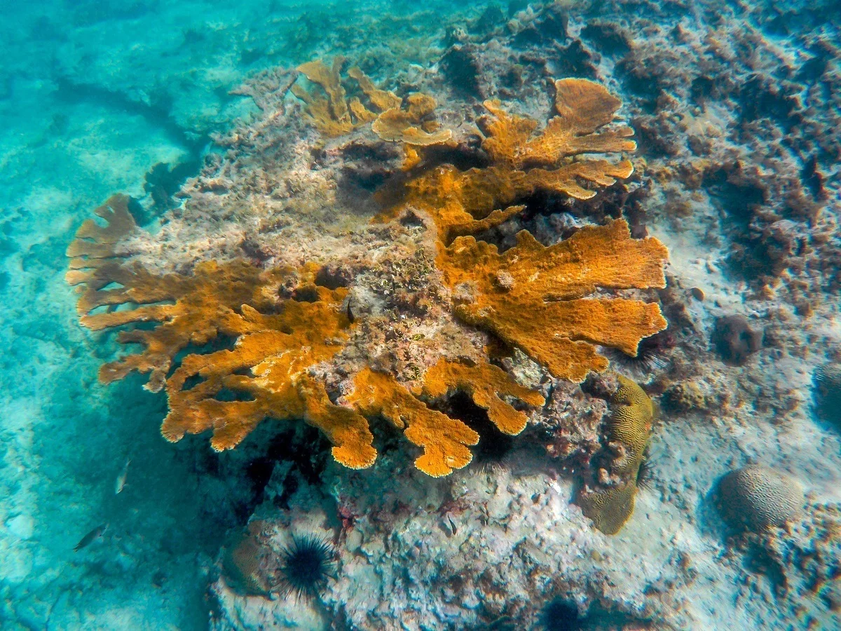 Coral reef underwater