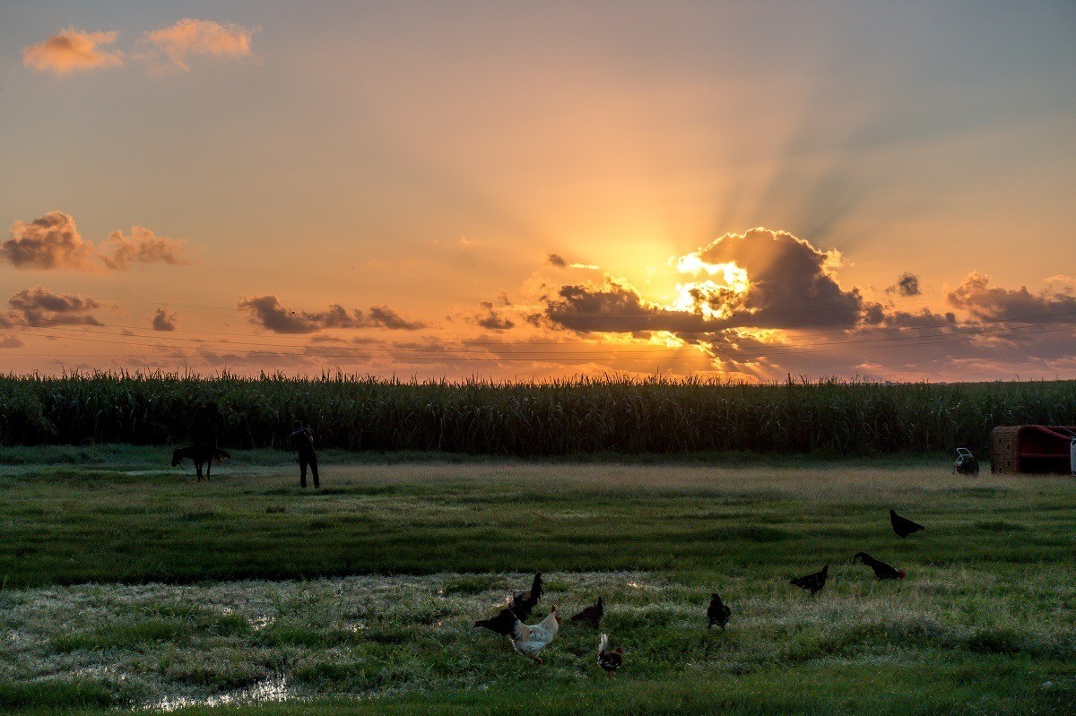 Sunrise over a field