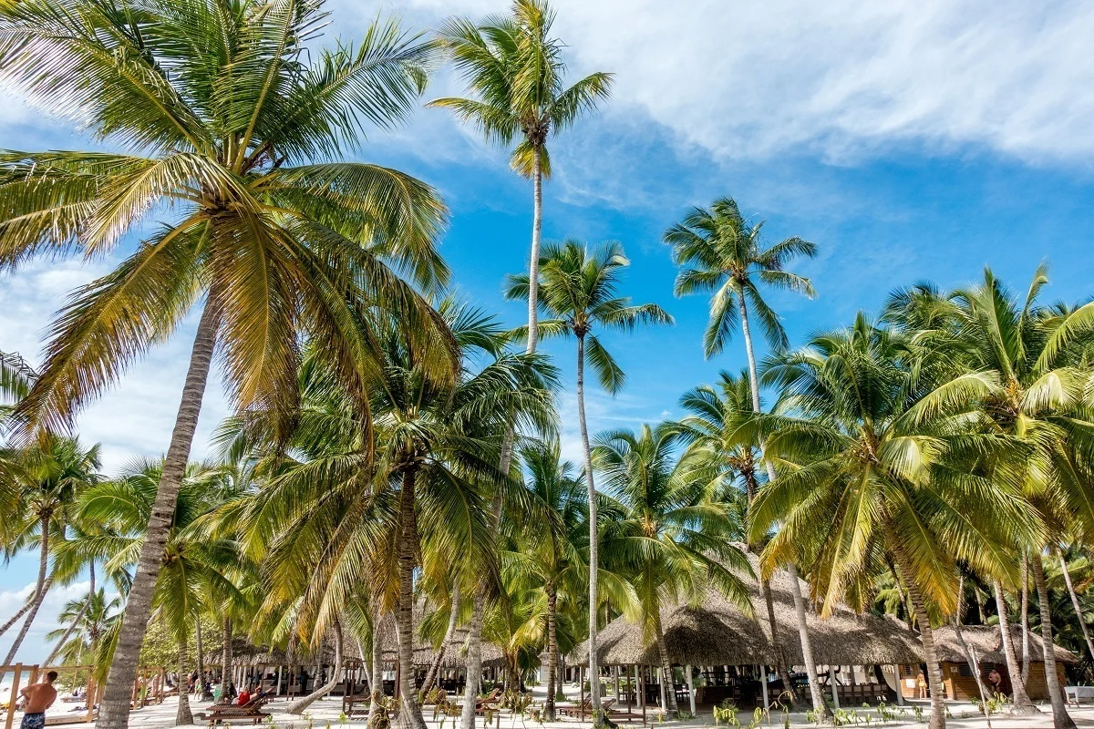 Some of the amazing palm trees on Saona Island, Dominican Republic