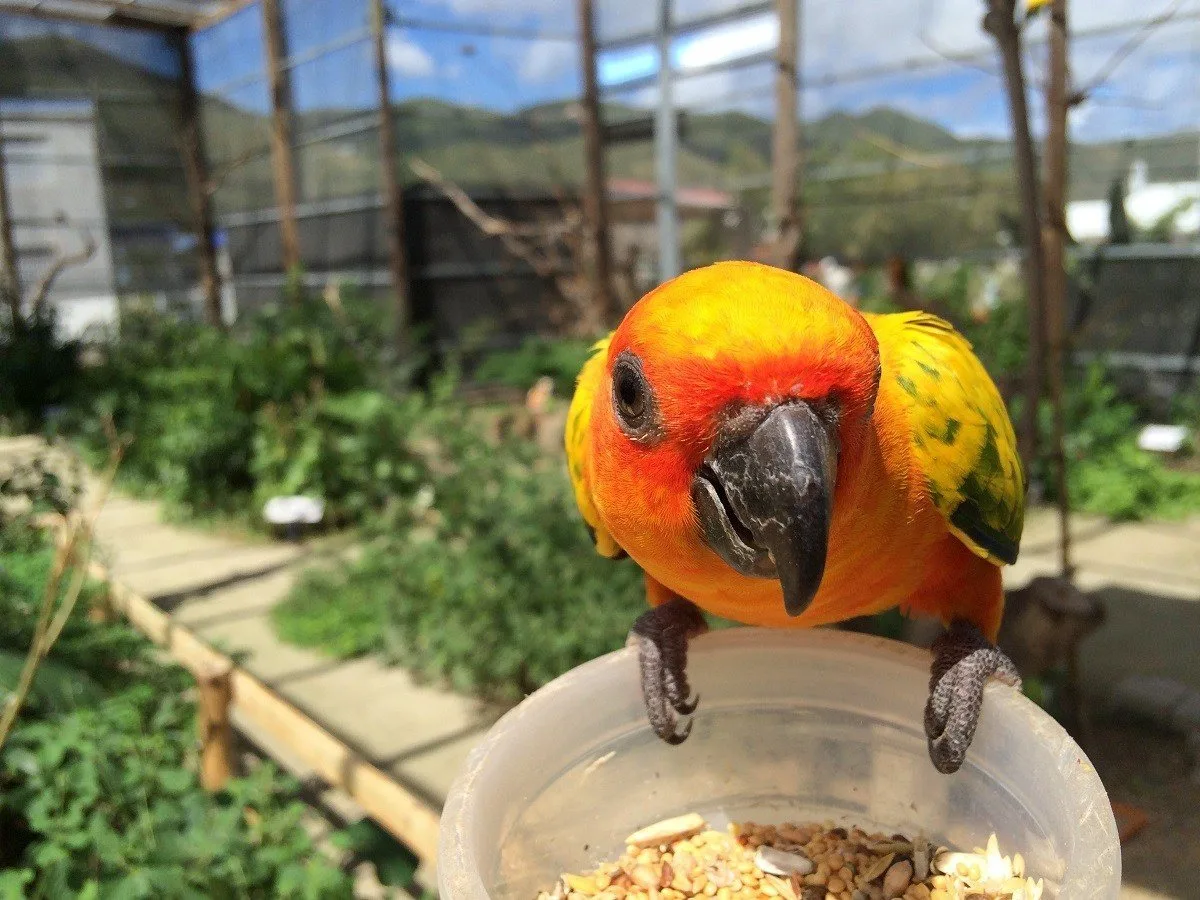 The Parotte Ville Bird Park is one of the top things to do in Saint Martin for locals.