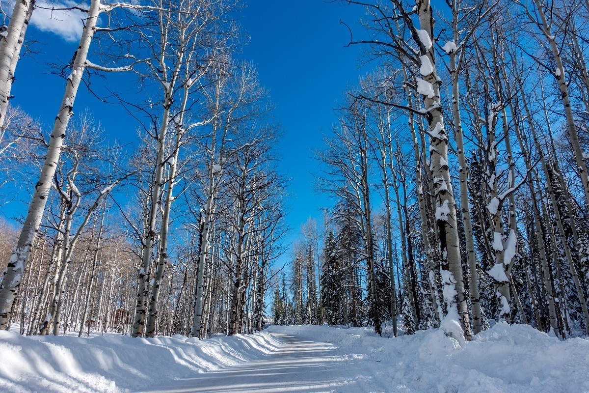 A snowy road through the forest for a Steamboat skiing adventure