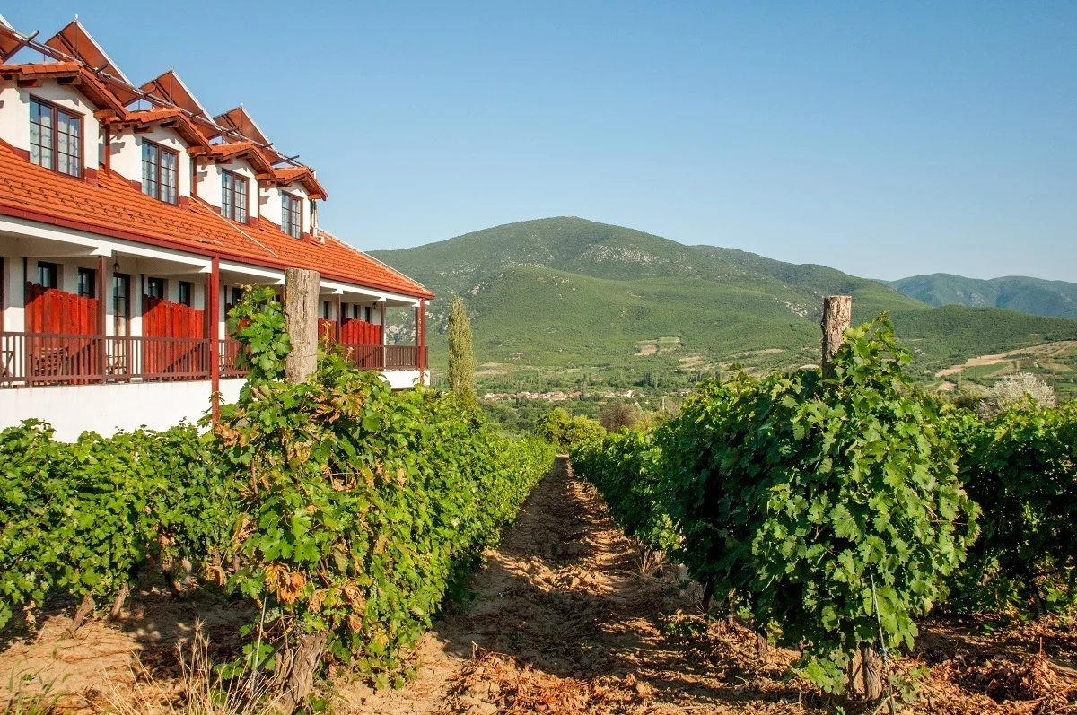 Rows of grape vines at the Popova Kula winery in North Macedonia