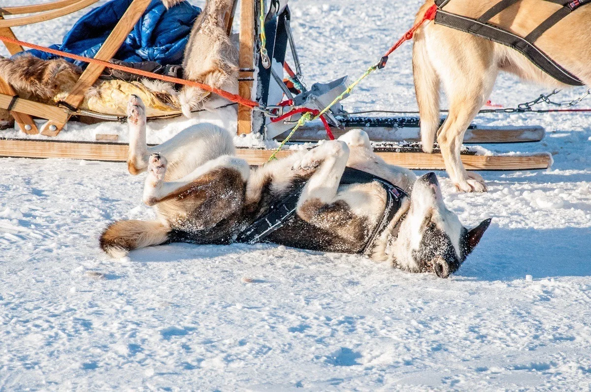 Sled dog playing in the snow