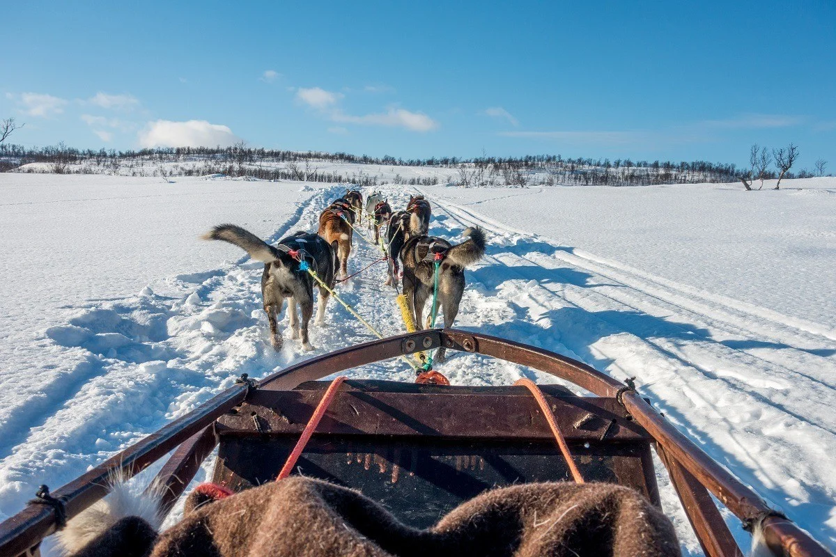 Behind the team while dog sledding in Tromso, Norway