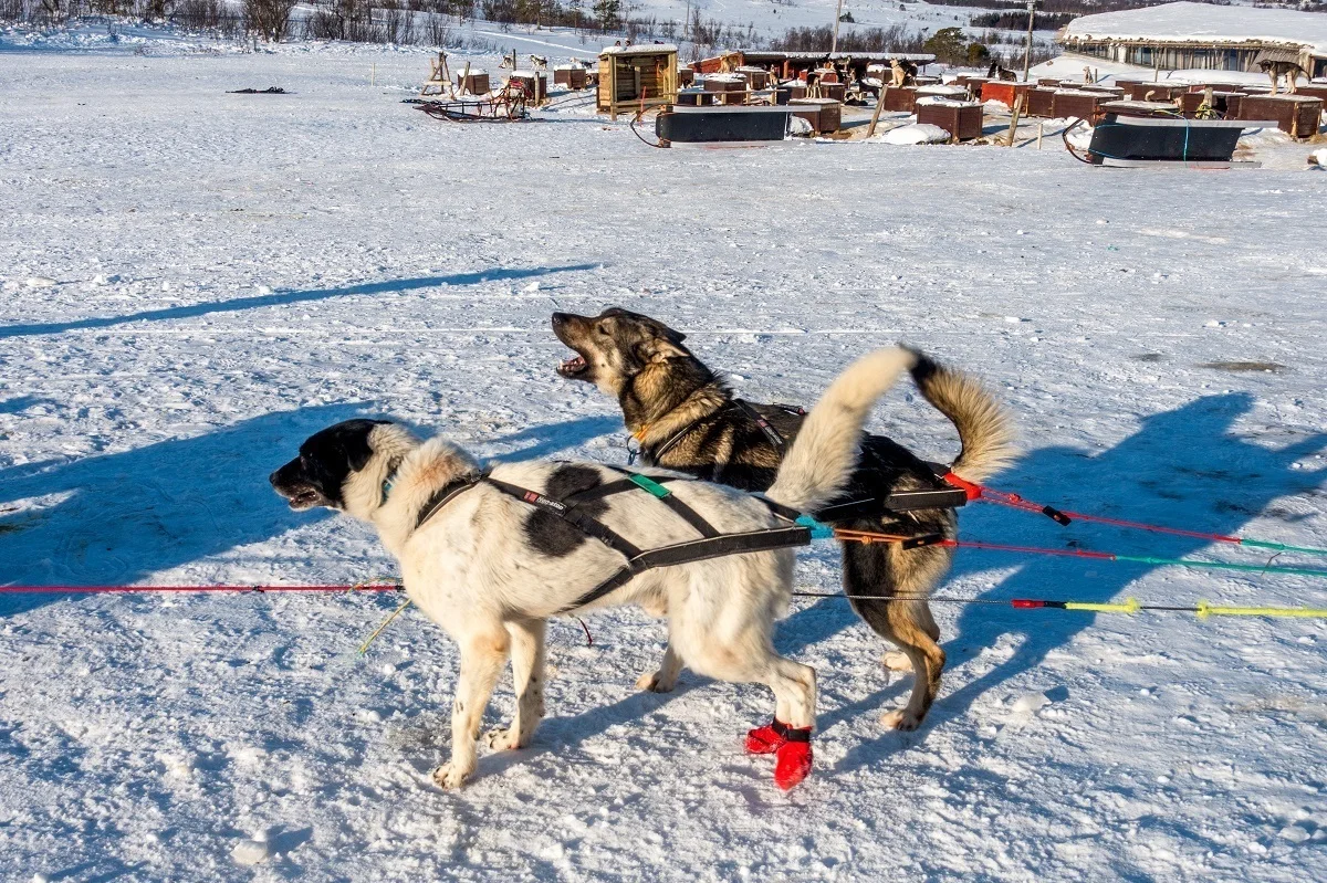 Barking dogs being hitched to a sled 