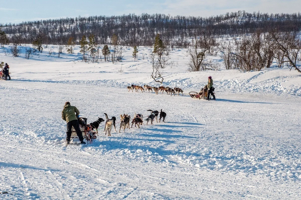 Dog sleds zooming across the Norwegian landscape