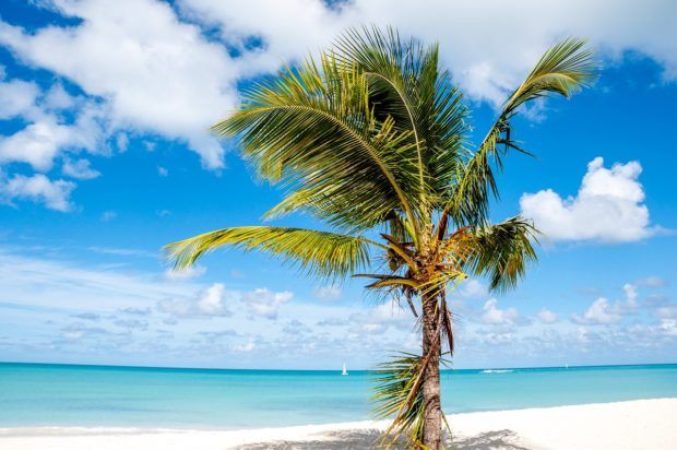 A single palm tree on a beach 
