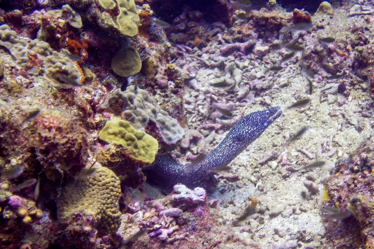 Encountering an eel with scuba diving in Saint Lucia