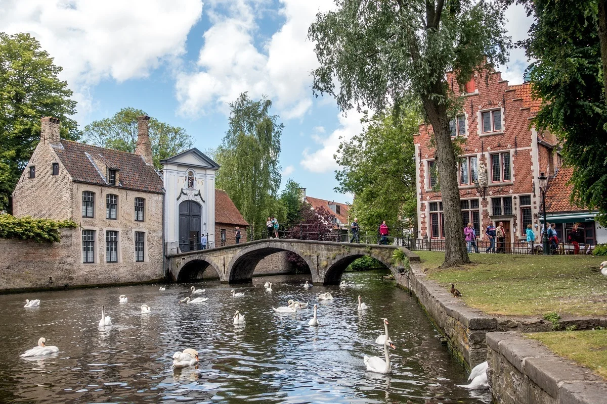 Swans in a lake with buildings in the background