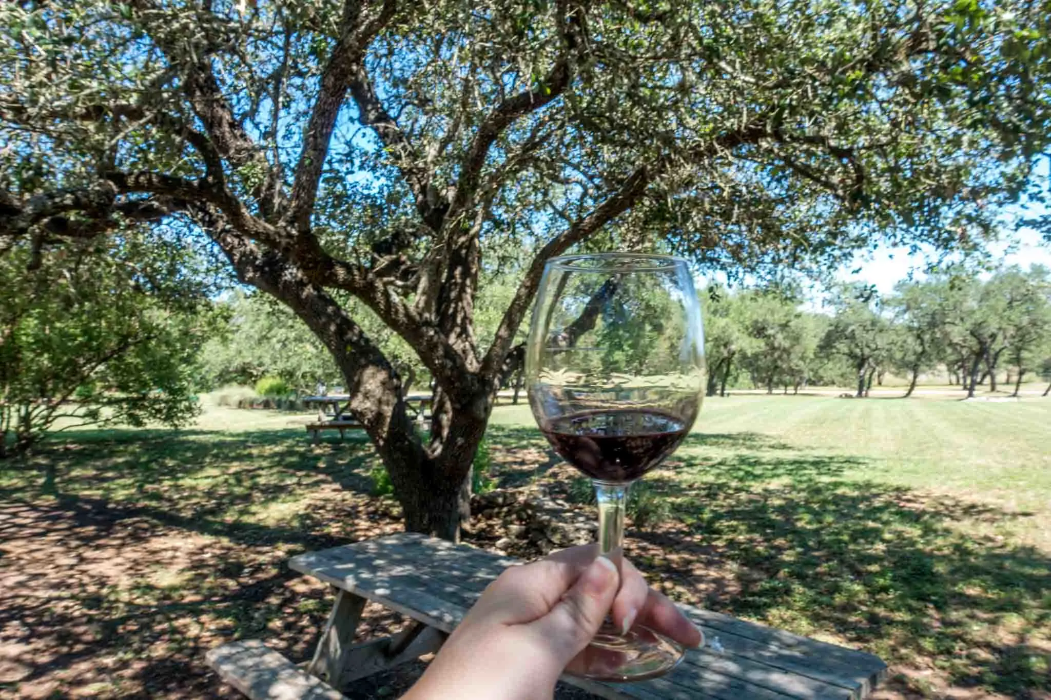 Hand holding a glass of red wine under a tree