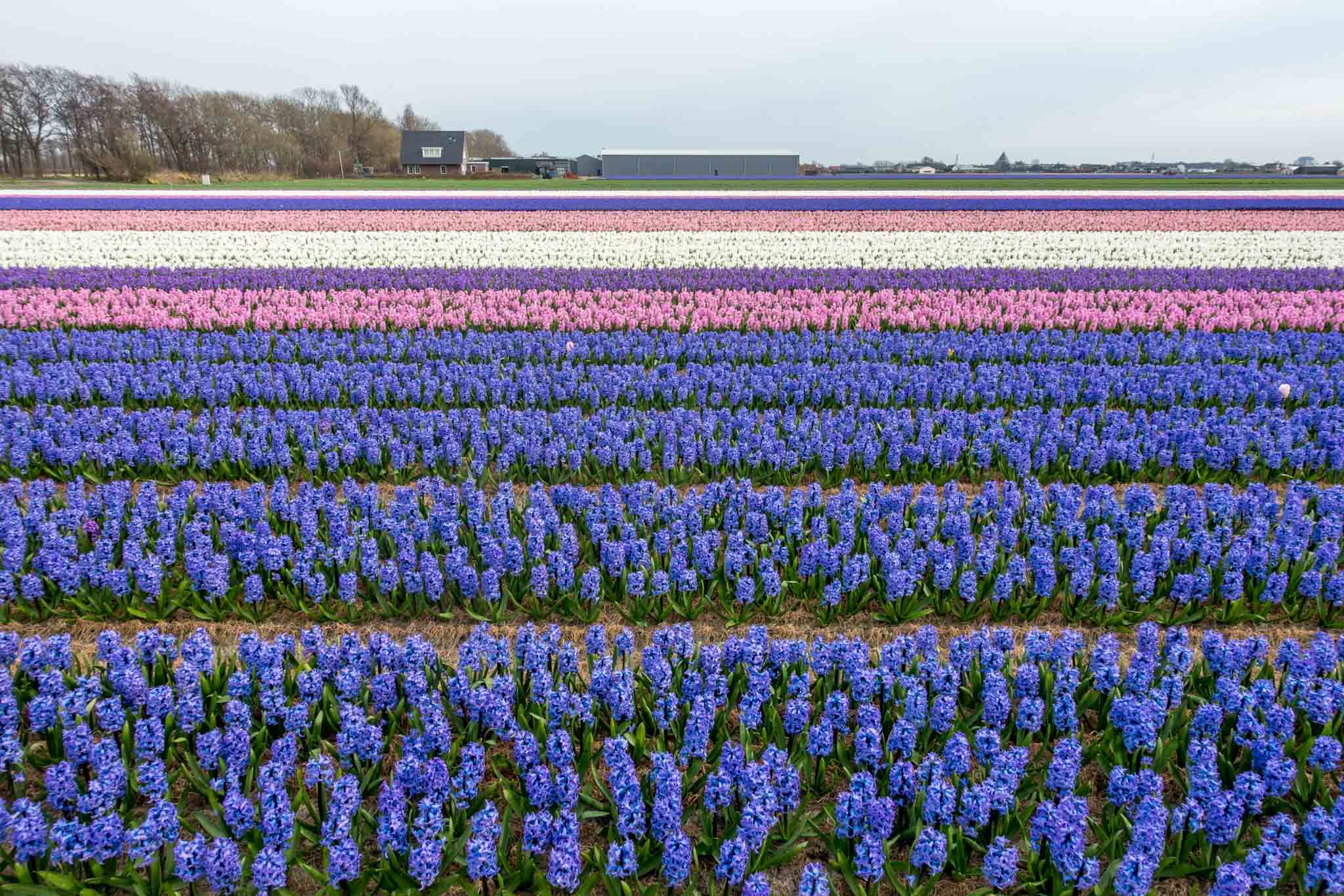 Fields of purple, pink, and white hyacinths 
