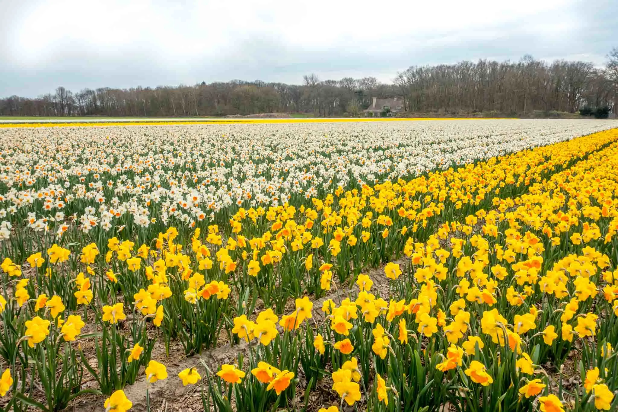 Rows of yellow and white daffodils in a field